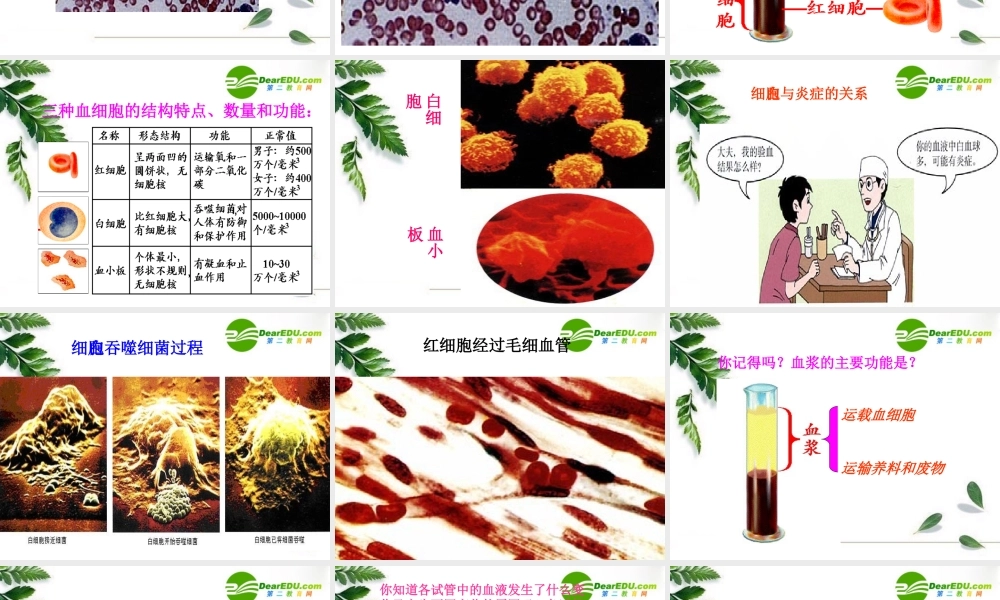 七年级生物人体循环-血液与血管课件人教版