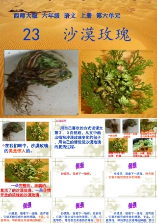 沙漠玫瑰教研课件