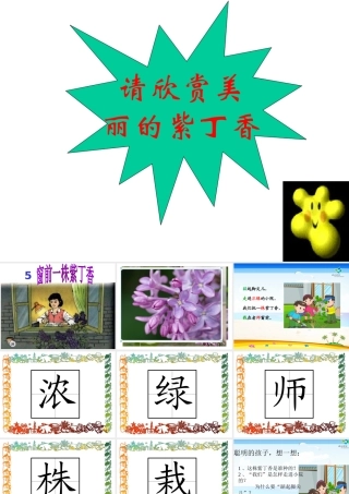 窗前一株紫丁香s版