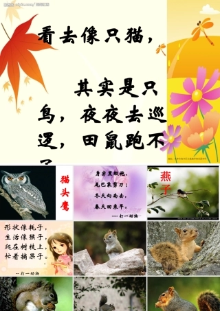 跑进家的松鼠