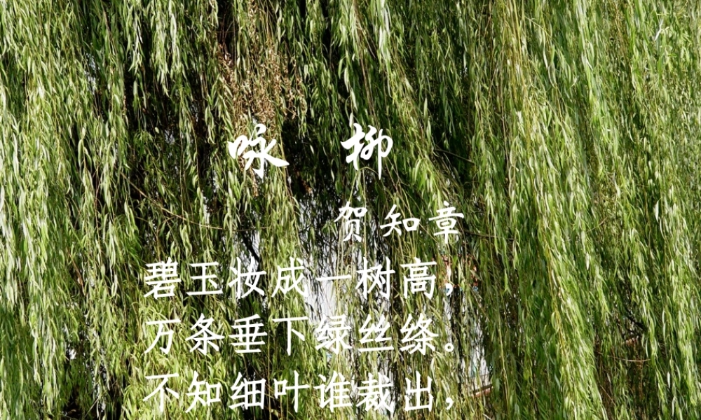 （苏教版）《柳叶儿》2