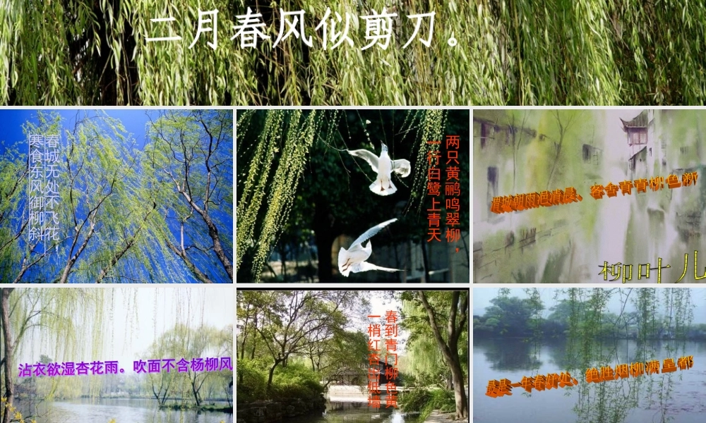 （苏教版）《柳叶儿》2