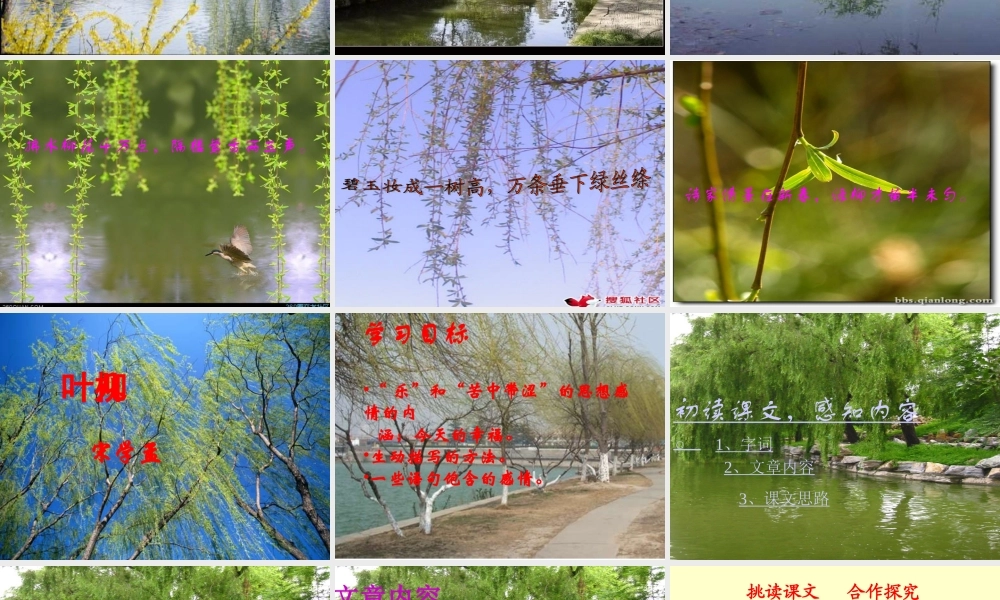 （苏教版）《柳叶儿》2