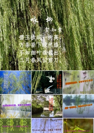 （苏教版）《柳叶儿》2