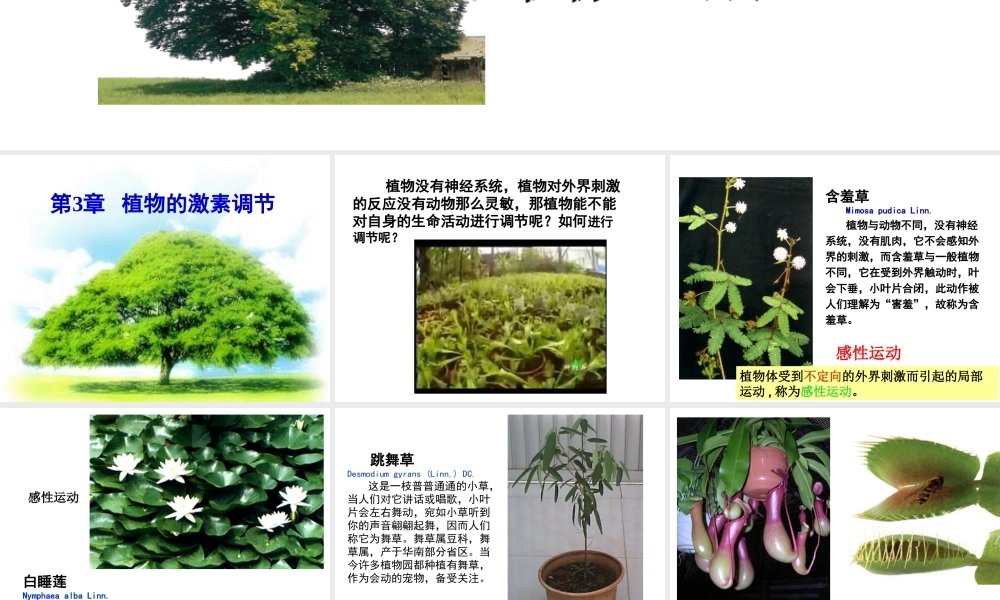 -植物生长素的发现