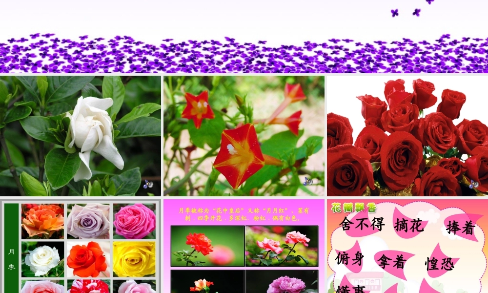花瓣飘香教学课件