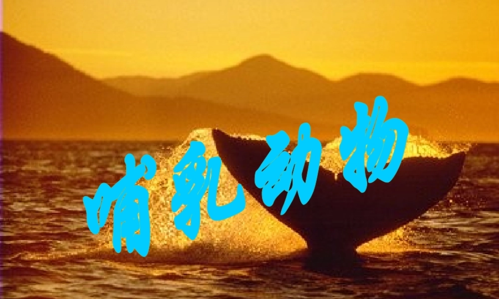 《哺乳动物》课件