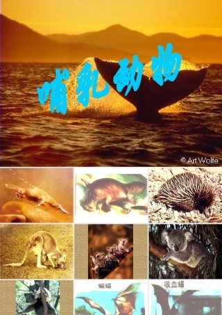 《哺乳动物》课件