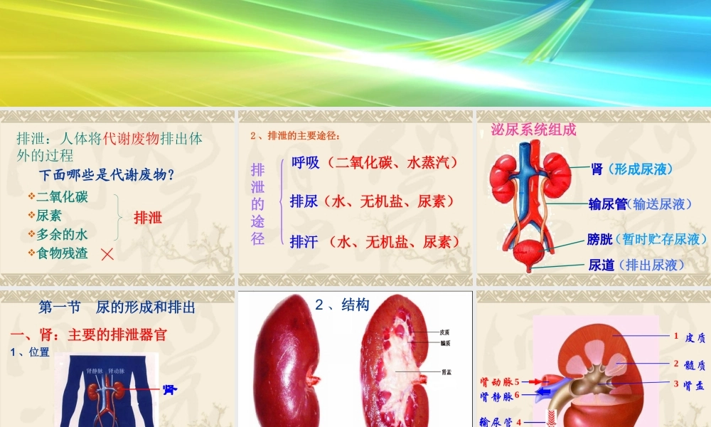 七年级生物下册第四章人体内废物的排出课件济南版