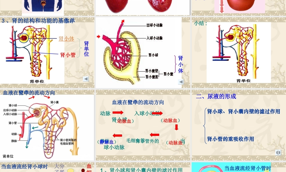 七年级生物下册第四章人体内废物的排出课件济南版