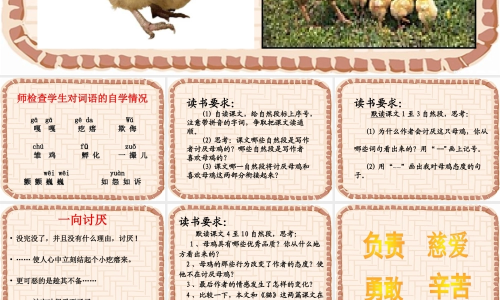 母鸡教学课件