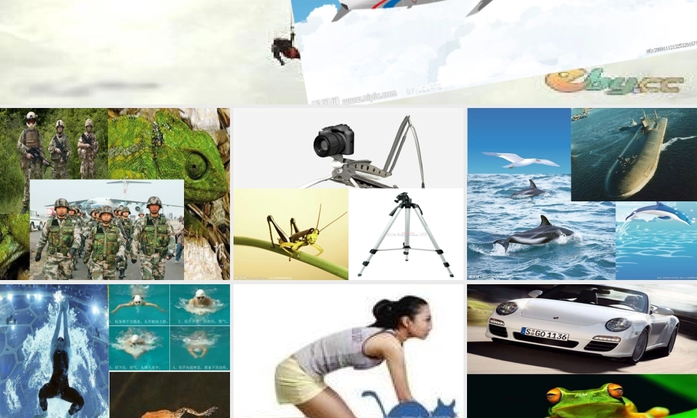 综合实践课：认识小动物PPT