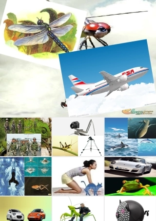 综合实践课：认识小动物PPT