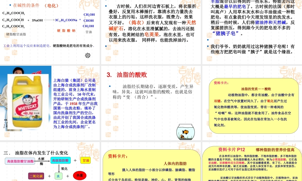 重要的体内能源油脂