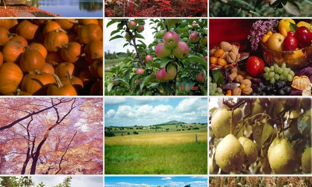 人教课标版小学语文二年级上册第一组01　秋天的图画课件