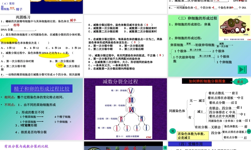 减数分裂和受精作用理