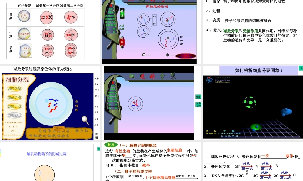 减数分裂和受精作用理