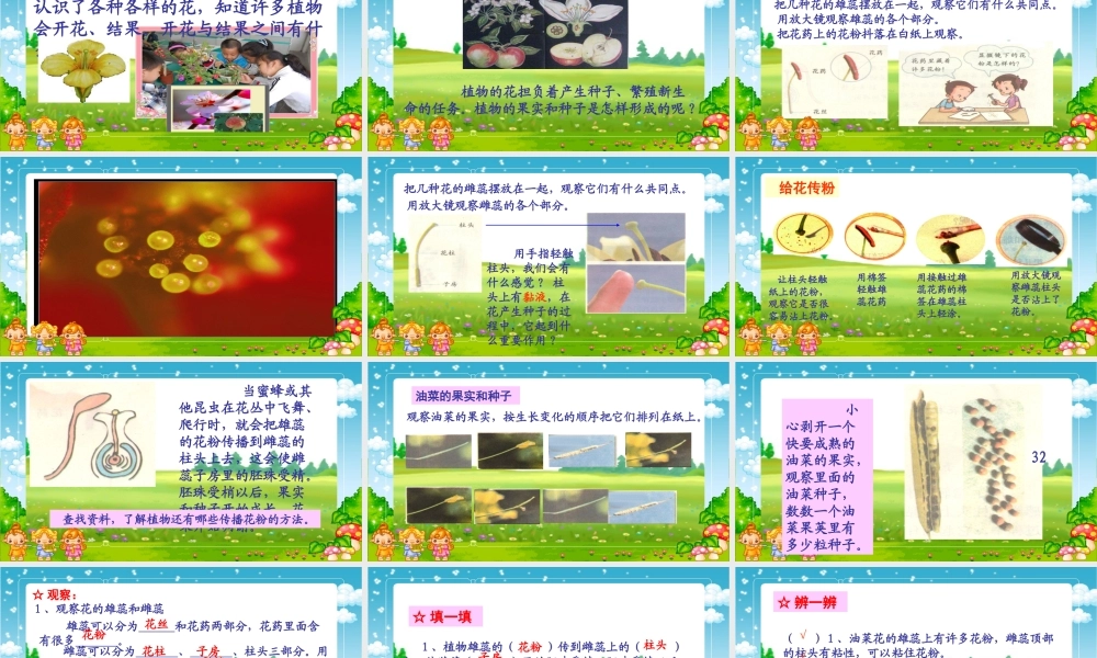 四年级科学下册_花、果实和种子_2课件_教科版