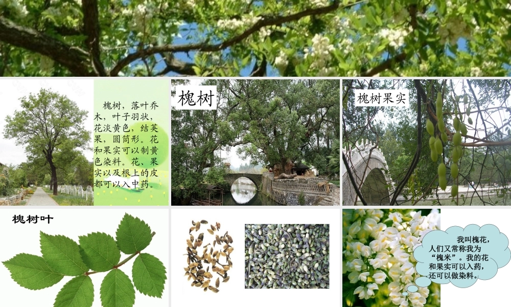 槐乡的孩子(修改)