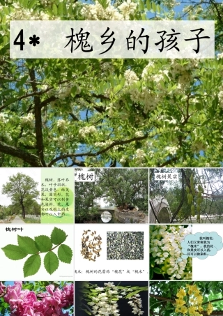 槐乡的孩子(修改)