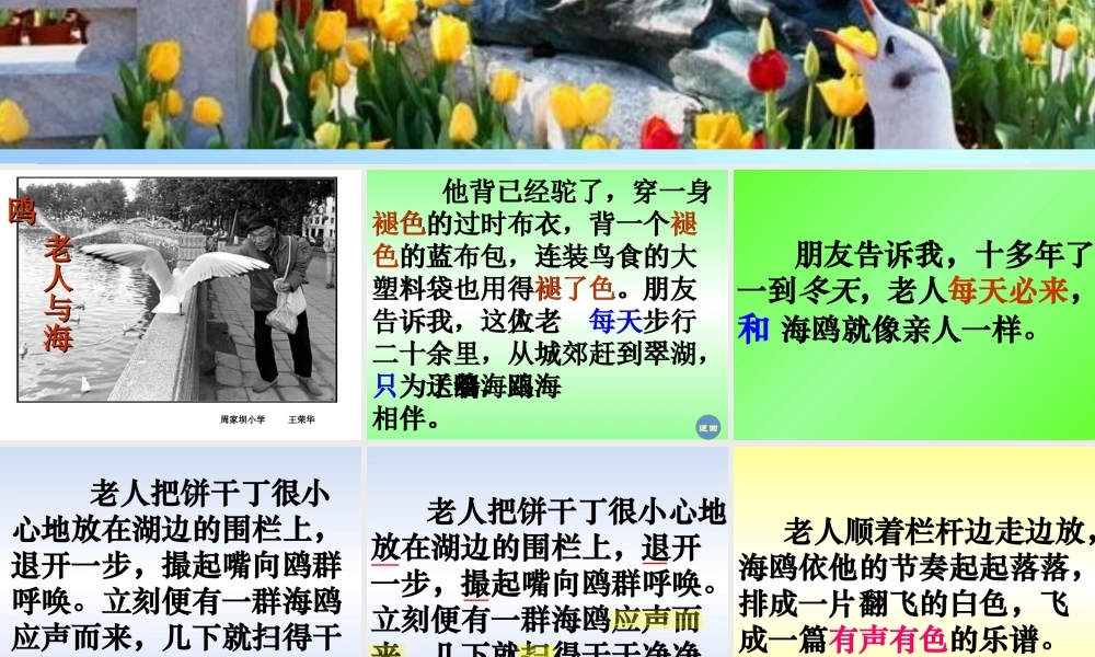 老人与海鸥 (4)