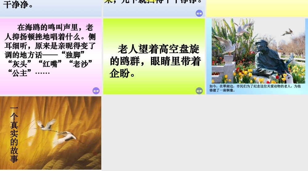 老人与海鸥 (4)