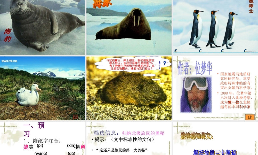 旅鼠之谜课件 (2)
