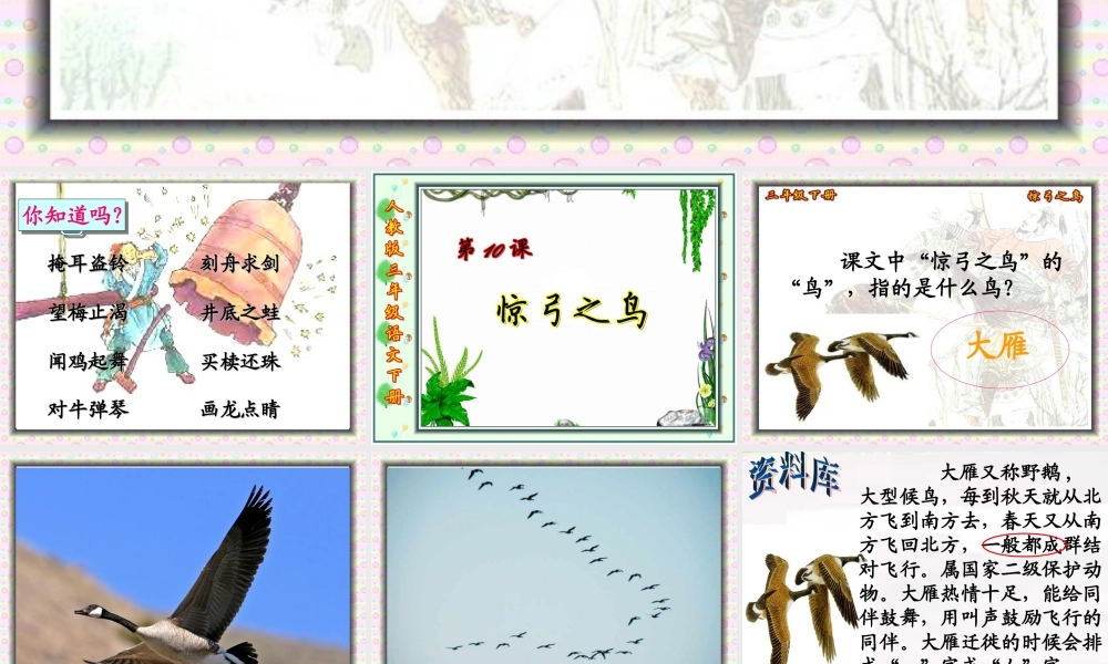 惊弓之鸟课件 