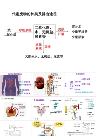 泌尿系统复习课件
