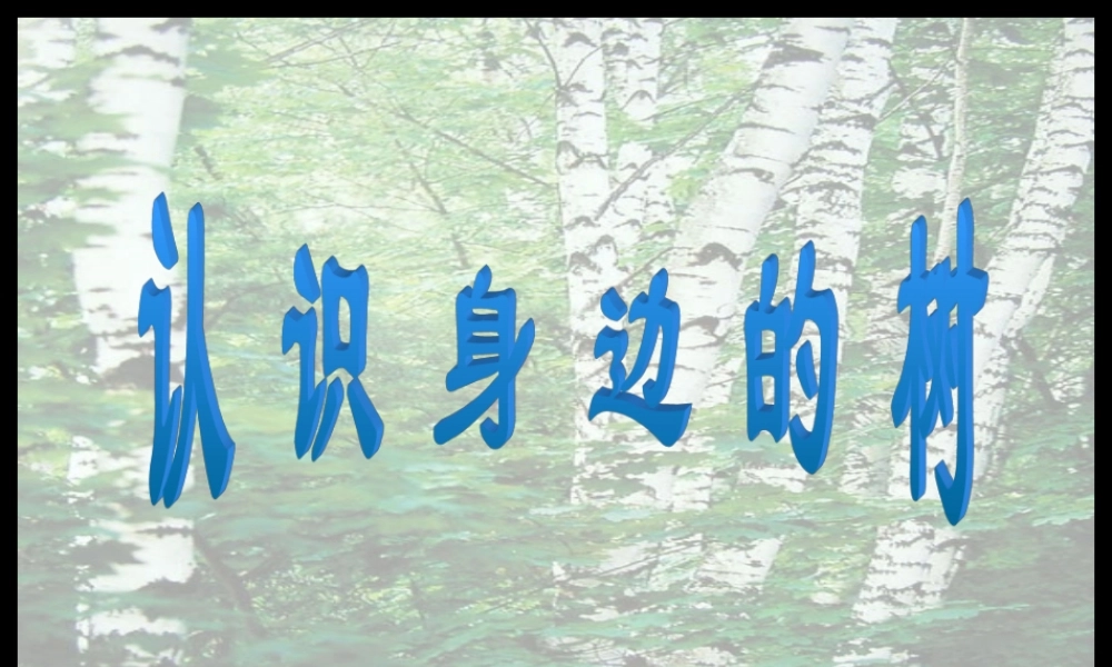 认识身边的树3