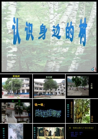认识身边的树3