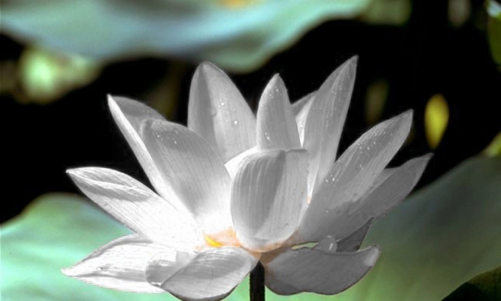 人教版三年级语文下册《荷花》课件PPT