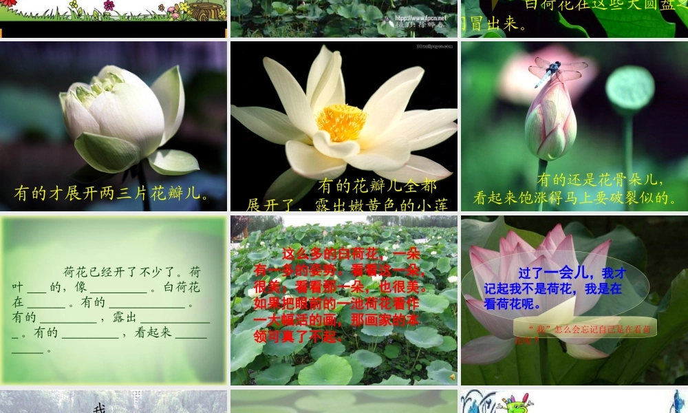 人教版三年级语文下册《荷花》课件PPT