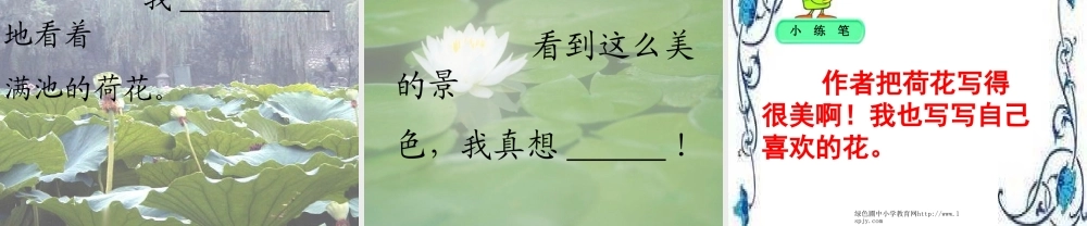 人教版三年级语文下册《荷花》课件PPT