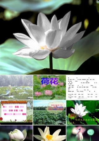 人教版三年级语文下册《荷花》课件PPT