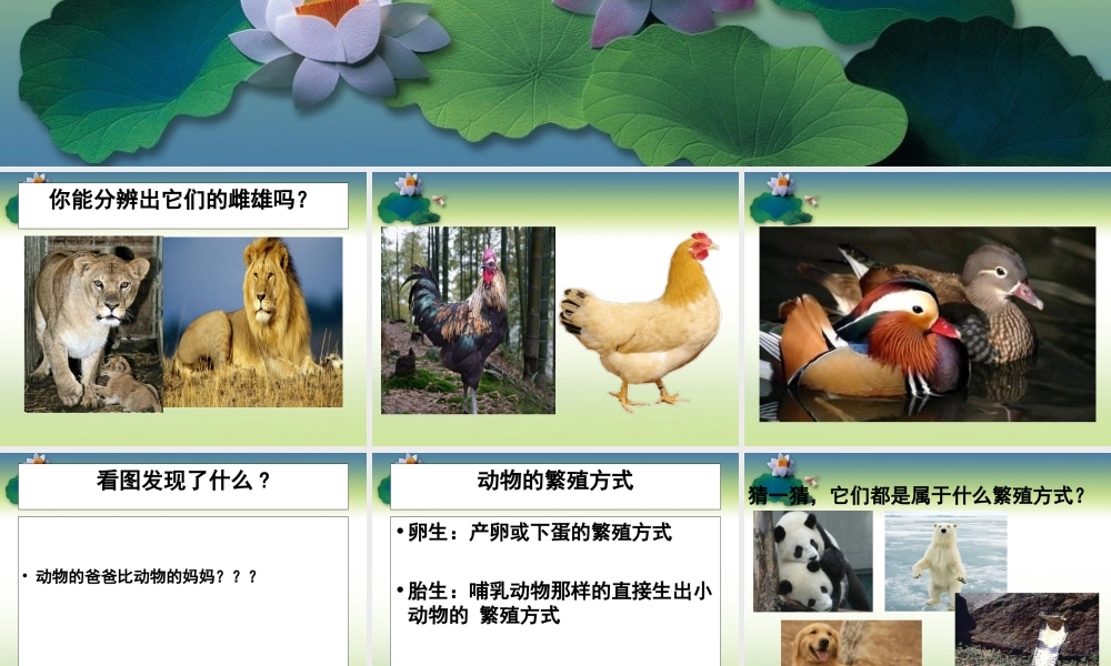 (鄂教版小学科学五年级下册《动物的繁殖》PPT课件