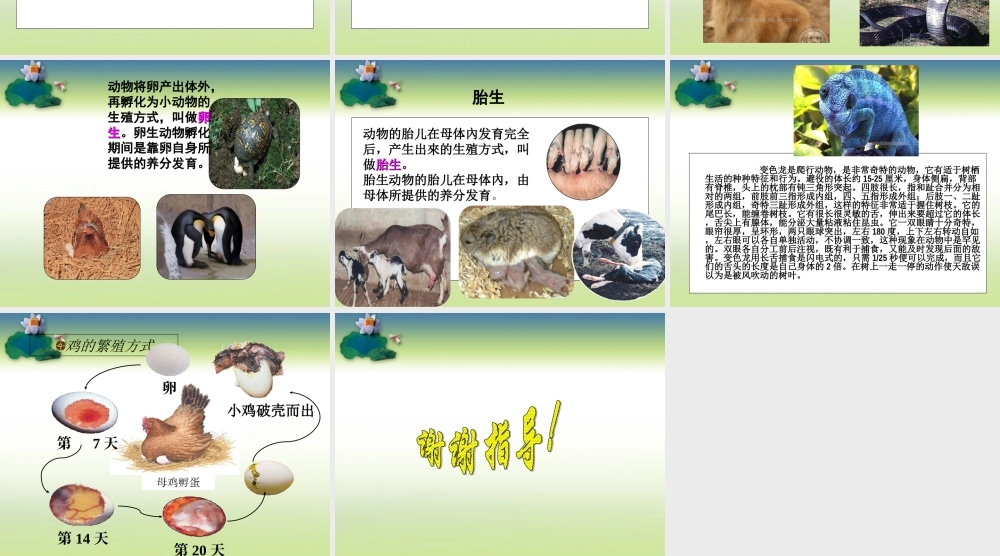 (鄂教版小学科学五年级下册《动物的繁殖》PPT课件