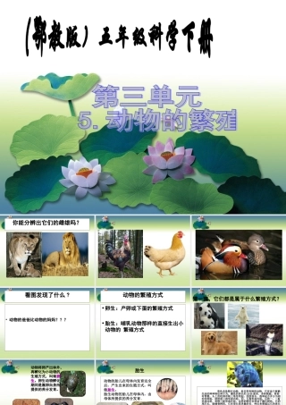 (鄂教版小学科学五年级下册《动物的繁殖》PPT课件