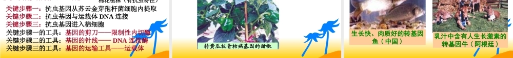 基因工程及其应用 (2)