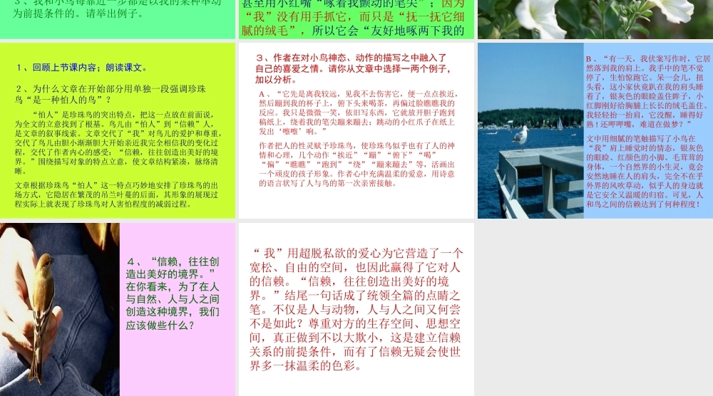 小学五年级上册语文第十六课珍珠鸟PPT课件2