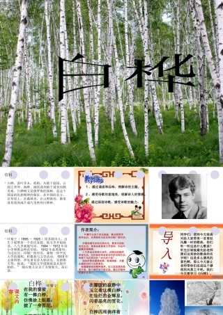 白桦精美课件