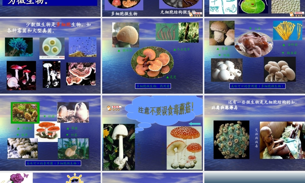 生物圈中微生物