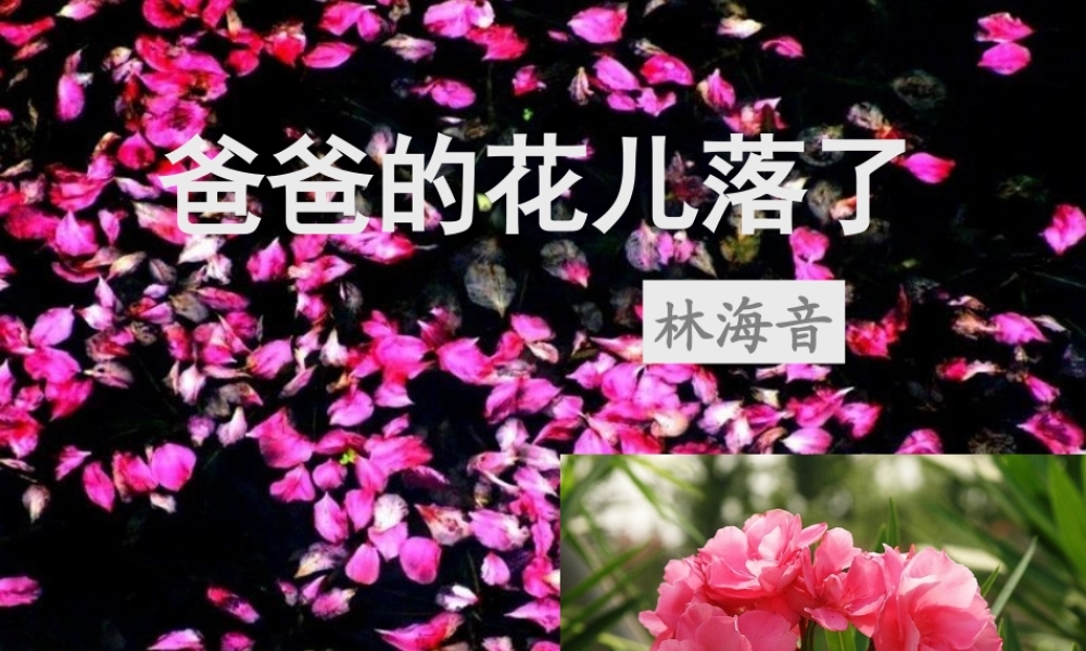 爸爸的花儿落了课件