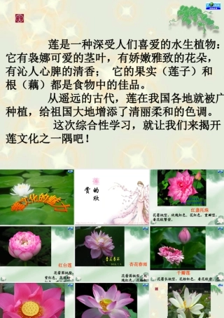 莲文化的魅力