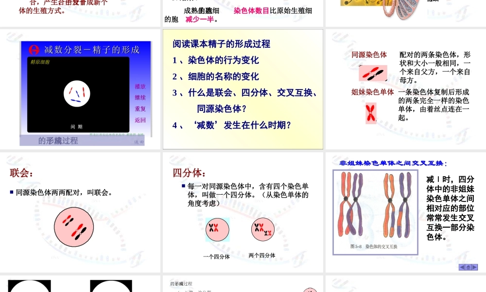 减数分裂与有性生殖细胞的形成