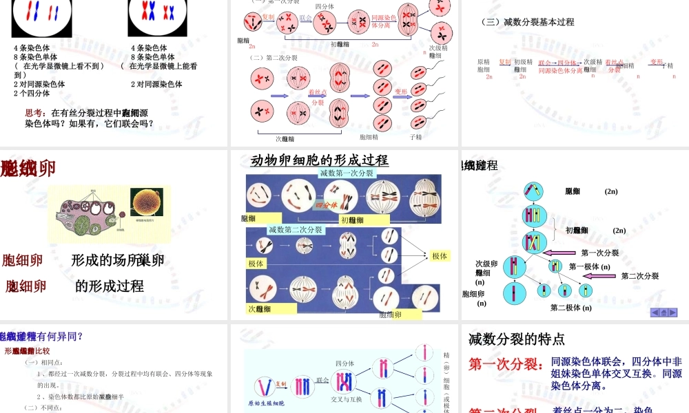 减数分裂与有性生殖细胞的形成