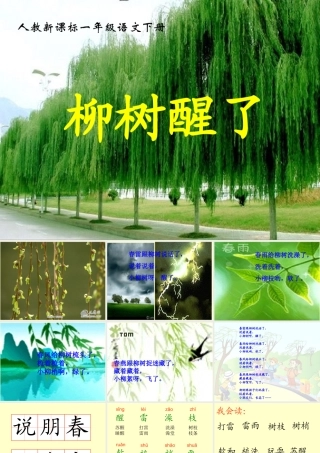《柳树醒了》