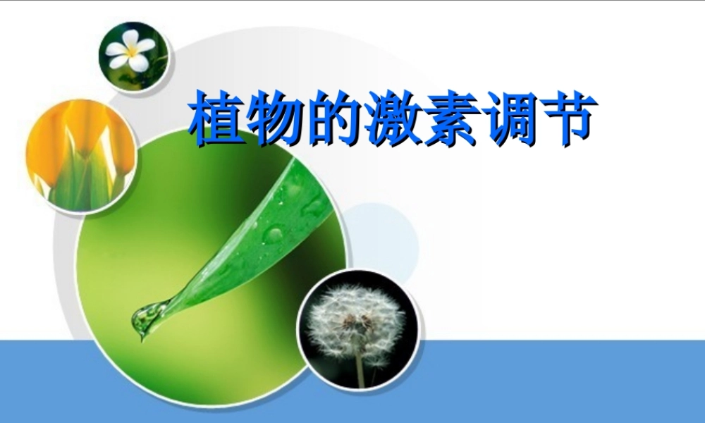 生长素的生理作用 (2)