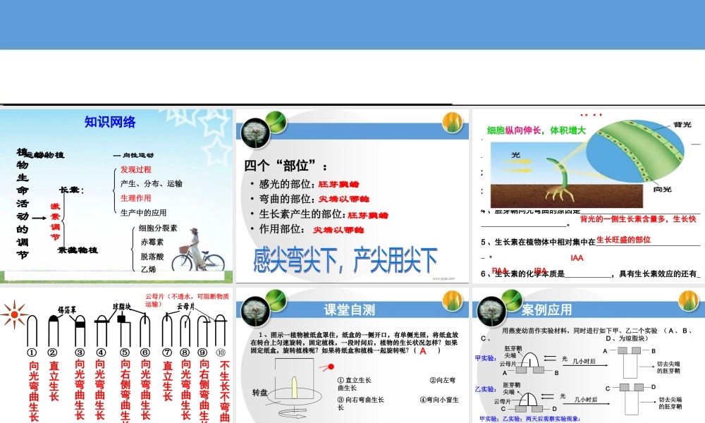 生长素的生理作用 (2)