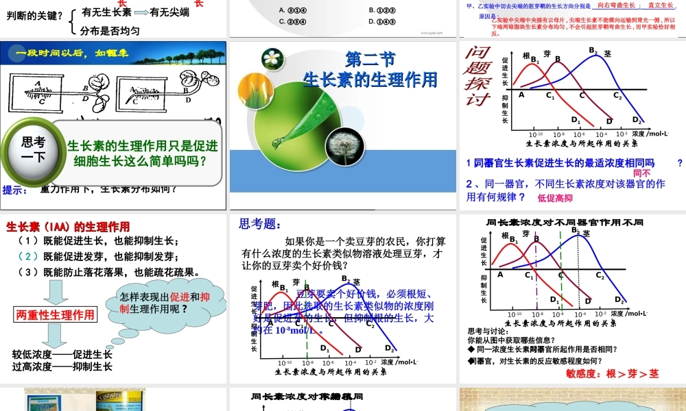 生长素的生理作用 (2)
